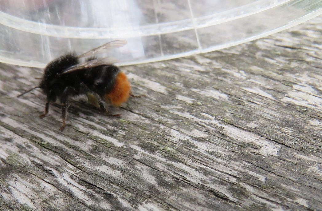  Red-tailed Bumblebee  